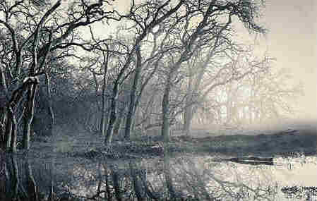 San Joaquin River - slough en hiver